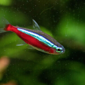 cardinal tetra